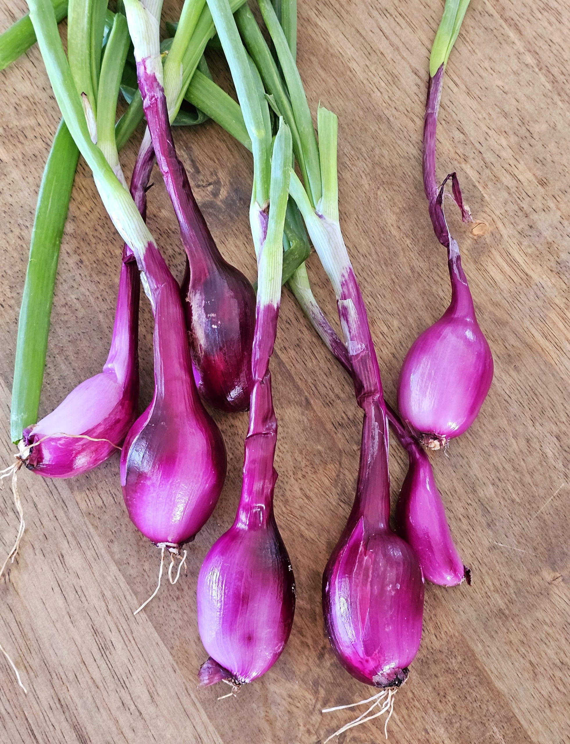 home grown shallots red onion