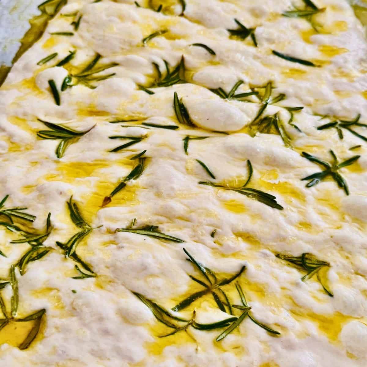 focaccia dough shaped out, and ready to bake with fresh rosemary and olive oil